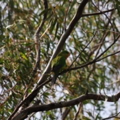Polytelis swainsonii at Oura, NSW - suppressed