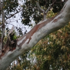 Polytelis swainsonii at Oura, NSW - 20 Sep 2020