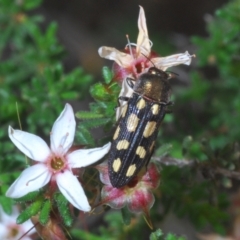 Castiarina parallela (A Jewel Beetle) at The Rock Nature Reserve - 19 Sep 2020 by Harrisi