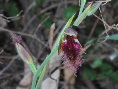 Calochilus platychilus (Purple Beard Orchid) at The Rock, NSW - 19 Sep 2020 by Harrisi