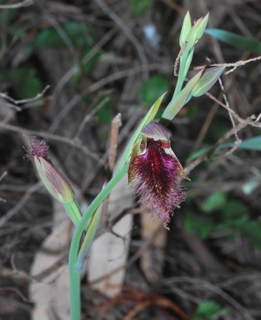 Calochilus platychilus at The Rock, NSW - 19 Sep 2020
