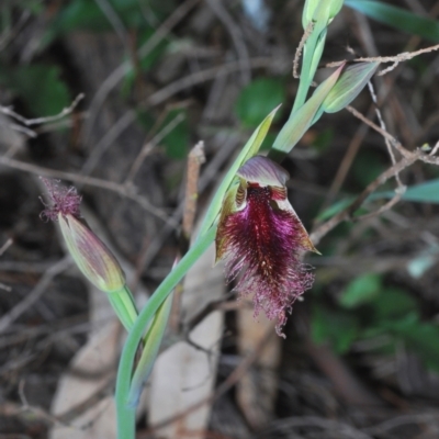 Calochilus platychilus (Purple Beard Orchid) at The Rock Nature Reserve - 19 Sep 2020 by Harrisi