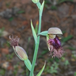 Calochilus platychilus at The Rock, NSW - suppressed