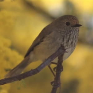 Acanthiza pusilla at Gundaroo, NSW - 19 Aug 2021