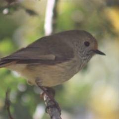 Acanthiza pusilla at Gundaroo, NSW - 19 Aug 2021