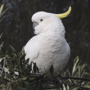 Cacatua galerita at Conder, ACT - 3 Aug 2021 03:33 PM