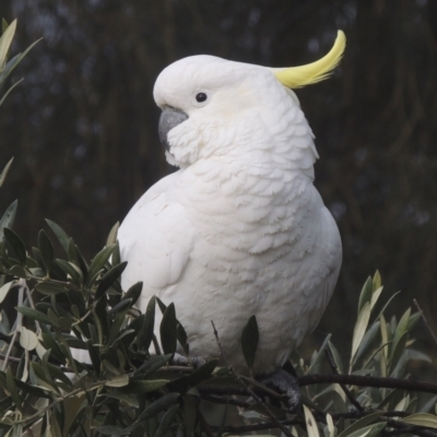 Cacatua galerita (Sulphur-crested Cockatoo) at Conder, ACT - 3 Aug 2021 by MichaelBedingfield