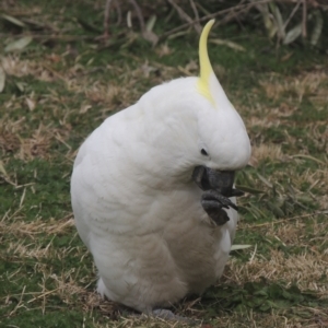 Cacatua galerita at Conder, ACT - 3 Aug 2021