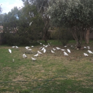 Cacatua galerita at Conder, ACT - 3 Aug 2021 03:33 PM