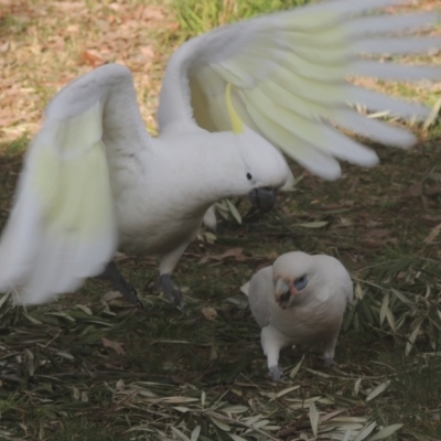 Cacatua sanguinea (Little Corella) at Conder, ACT - 4 Aug 2021 by MichaelBedingfield