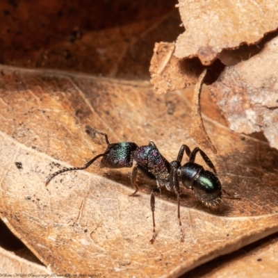 Rhytidoponera metallica (Greenhead ant) at Macgregor, ACT - 19 Aug 2021 by Roger