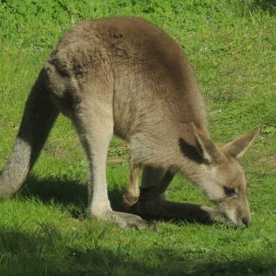 Macropus giganteus (Eastern Grey Kangaroo) at Pollinator-friendly garden Conder - 18 Aug 2021 by michaelb