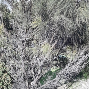 Allocasuarina verticillata at Kingscote, SA - 20 Aug 2021