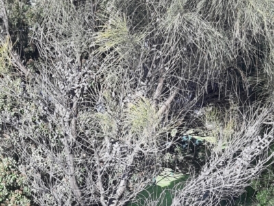 Allocasuarina verticillata (Drooping Sheoak) at Kingscote, SA - 19 Aug 2021 by laura.williams