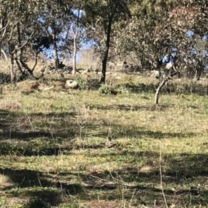 Acridotheres tristis at Deakin, ACT - 14 Aug 2021 11:04 AM