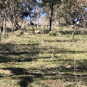 Acridotheres tristis at Deakin, ACT - 14 Aug 2021 11:04 AM