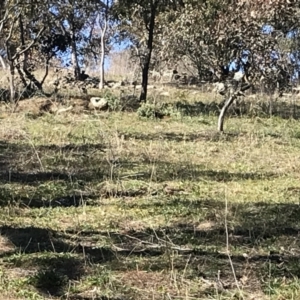 Acridotheres tristis at Deakin, ACT - 14 Aug 2021 11:04 AM