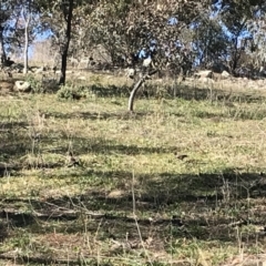 Acridotheres tristis at Deakin, ACT - 14 Aug 2021 11:04 AM