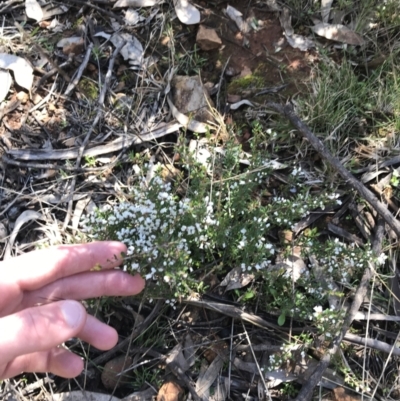 Cryptandra amara (Bitter Cryptandra) at Red Hill Nature Reserve - 14 Aug 2021 by Tapirlord