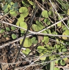 Dichondra repens (Kidney Weed) at Deakin, ACT - 14 Aug 2021 by Tapirlord