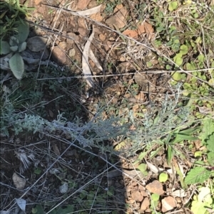 Vittadinia gracilis at Deakin, ACT - 14 Aug 2021