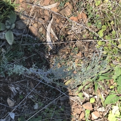 Vittadinia gracilis (New Holland Daisy) at Deakin, ACT - 14 Aug 2021 by Tapirlord