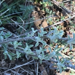 Vittadinia gracilis at Deakin, ACT - 14 Aug 2021