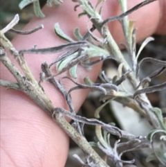 Vittadinia gracilis at Deakin, ACT - 14 Aug 2021