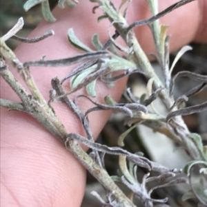Vittadinia gracilis at Deakin, ACT - 14 Aug 2021