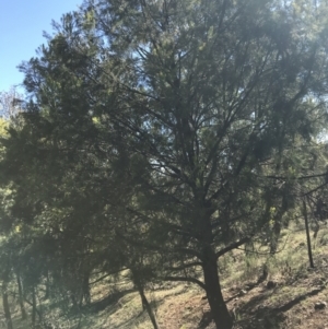 Exocarpos cupressiformis at Deakin, ACT - 14 Aug 2021