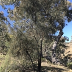 Allocasuarina verticillata (Drooping Sheoak) at Deakin, ACT - 14 Aug 2021 by Tapirlord