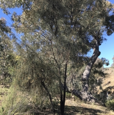 Allocasuarina verticillata (Drooping Sheoak) at Deakin, ACT - 14 Aug 2021 by Tapirlord