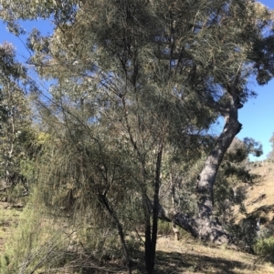 Allocasuarina verticillata at Deakin, ACT - 14 Aug 2021