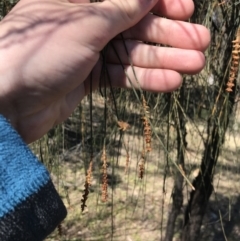 Allocasuarina verticillata at Deakin, ACT - 14 Aug 2021