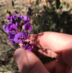 Hardenbergia violacea (False Sarsaparilla) at Red Hill Nature Reserve - 14 Aug 2021 by Tapirlord