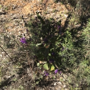 Hardenbergia violacea at Deakin, ACT - 14 Aug 2021 11:34 AM