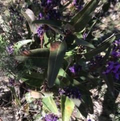 Hardenbergia violacea at Deakin, ACT - 14 Aug 2021 11:34 AM