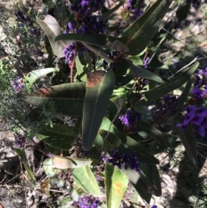 Hardenbergia violacea at Deakin, ACT - 14 Aug 2021 11:34 AM