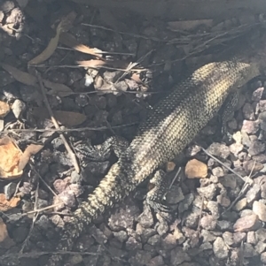 Egernia cunninghami at Deakin, ACT - 14 Aug 2021 11:40 AM