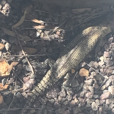 Egernia cunninghami (Cunningham's Skink) at Red Hill Nature Reserve - 14 Aug 2021 by Tapirlord