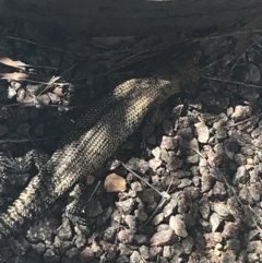 Egernia cunninghami at Deakin, ACT - 14 Aug 2021 11:40 AM