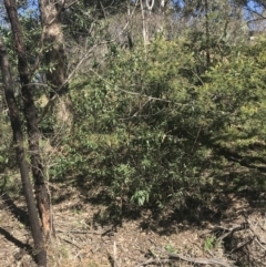 Gynatrix pulchella (Hemp Bush) at Red Hill Nature Reserve - 14 Aug 2021 by Tapirlord