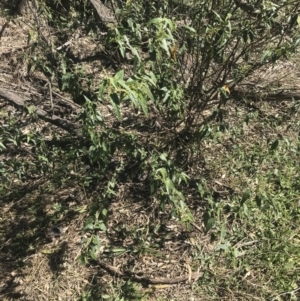 Gynatrix pulchella at Deakin, ACT - 14 Aug 2021