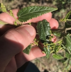 Gynatrix pulchella at Deakin, ACT - 14 Aug 2021