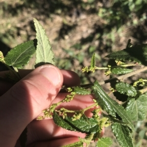 Gynatrix pulchella at Deakin, ACT - 14 Aug 2021