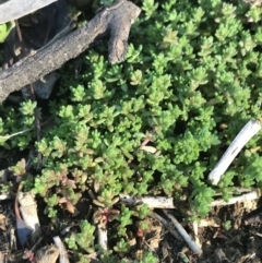 Crassula sieberiana (Austral Stonecrop) at Red Hill Nature Reserve - 14 Aug 2021 by Tapirlord