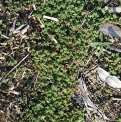 Crassula sieberiana at Red Hill, ACT - 14 Aug 2021 11:44 AM