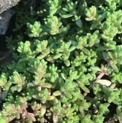 Crassula sieberiana at Red Hill, ACT - 14 Aug 2021