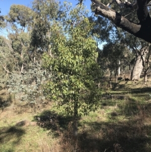 Brachychiton populneus subsp. populneus at Red Hill, ACT - 14 Aug 2021