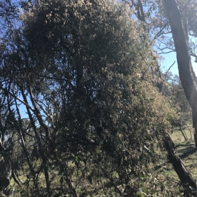 Clematis leptophylla (Small-leaf Clematis, Old Man's Beard) at Hughes, ACT - 14 Aug 2021 by Tapirlord